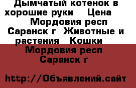 Дымчатый котенок в хорошие руки  › Цена ­ 100 - Мордовия респ., Саранск г. Животные и растения » Кошки   . Мордовия респ.,Саранск г.